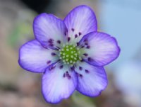 Single two tone blue flower