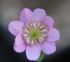 Show product details for Hepatica japonica Nagai