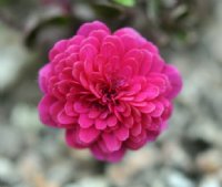 Full double deepest red flowers