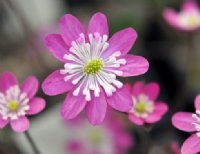 Rich pink with white petaloid stamens.