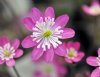 Hepatica japonica N...