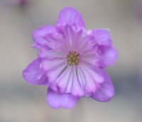 Pale purple flowers with elongated petaloid stamens