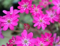 Rich pink flowers with white stamens.