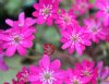 Hepatica japonica Oba