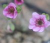 Show product details for Hepatica japonica Obihiro