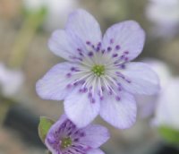 Big purple flowers