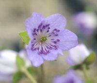 Big purple flowers.