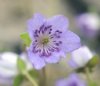 Hepatica japonica O...