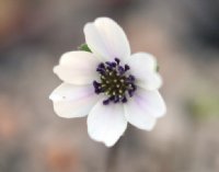 White single flowers with deepest purple stamens