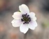 Hepatica japonica O...