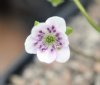 Show product details for Hepatica japonica Owani