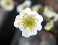 White flowers with green petaloid stamens