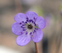 Big deep purple flowers