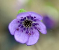 Big deep purple flowers.