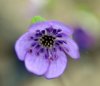 Show product details for Hepatica japonica Rishiri