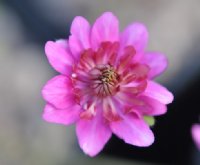 Big double pink flowers and pink petaloid stamens