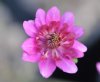 Show product details for Hepatica japonica Satsuma