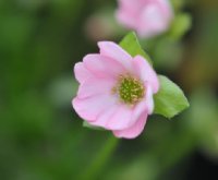 Pale coral pink single flowers