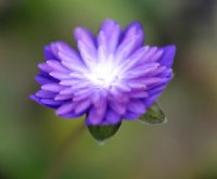 Full double purple and white flowers