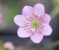 Rounded pink flowers.