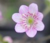 Hepatica japonica S...