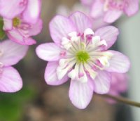 Rounded pink flowers with occasional petaloid stamens.