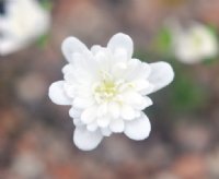 Full double white flower.