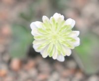 Full double white flower with green shading to the centre