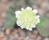 Show product details for Hepatica japonica Shimotsuma