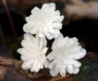 Crisp white fully double flowers