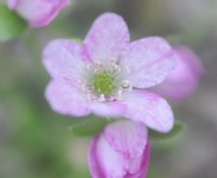 Pale pink flowers throughout with pink spotting.