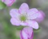 Show product details for Hepatica japonica Shirosato