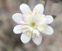 Nice white flowers with petaloid stamens