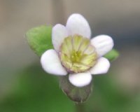 White to pale pink flowers with green petaloid stamens