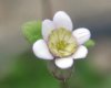 Hepatica japonica S...