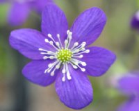 Nice blue flowers with white stamens.