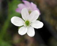 Clean white flowers with white stamens.