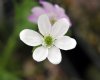 Hepatica japonica S...