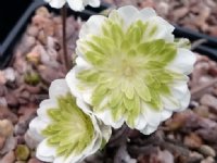 Full double flower with green petaloid stamens