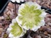 Hepatica japonica S...