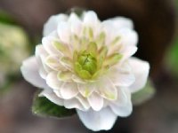 Fully double white flower with green inner petals
