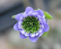 Full double flowers being purple with a green centre