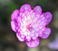 Fully double pink flower with whiter areas in the petals