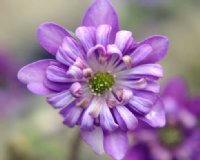 Rich purple flowers with petaloid stamens.