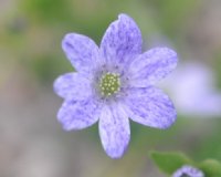 White single flowers with heavy purple spotting