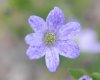 Show product details for Hepatica japonica Taiki