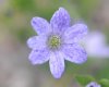 Hepatica japonica T...