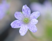 White single flowers with heavy purple spotting