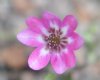 Show product details for Hepatica japonica Takasu