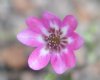 Hepatica japonica T...